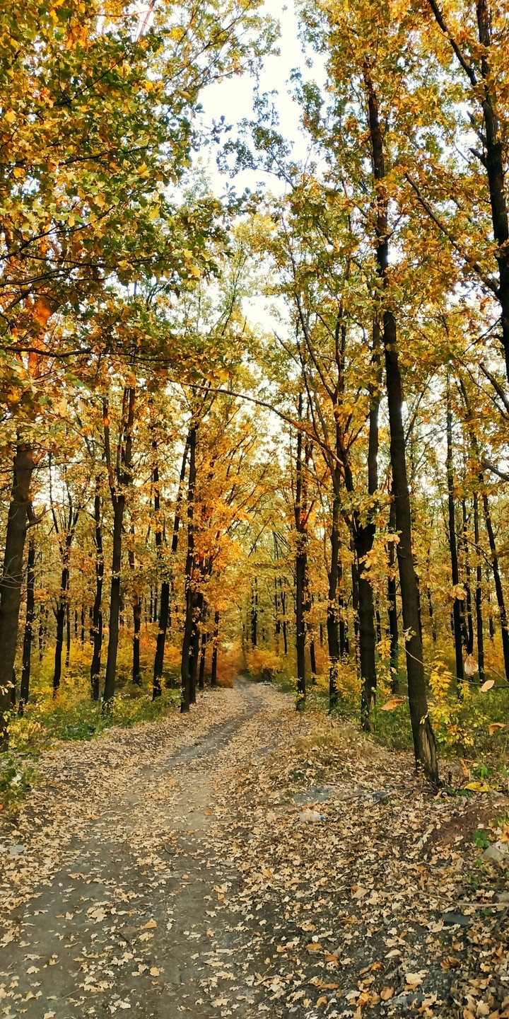 золотая осень