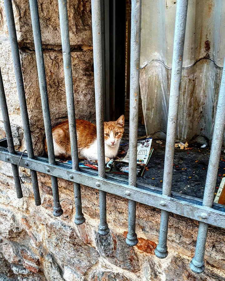 Kitty.