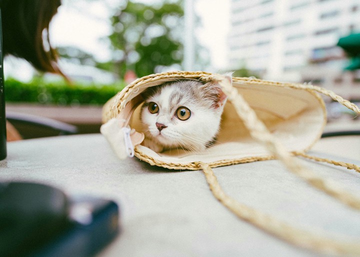 cat