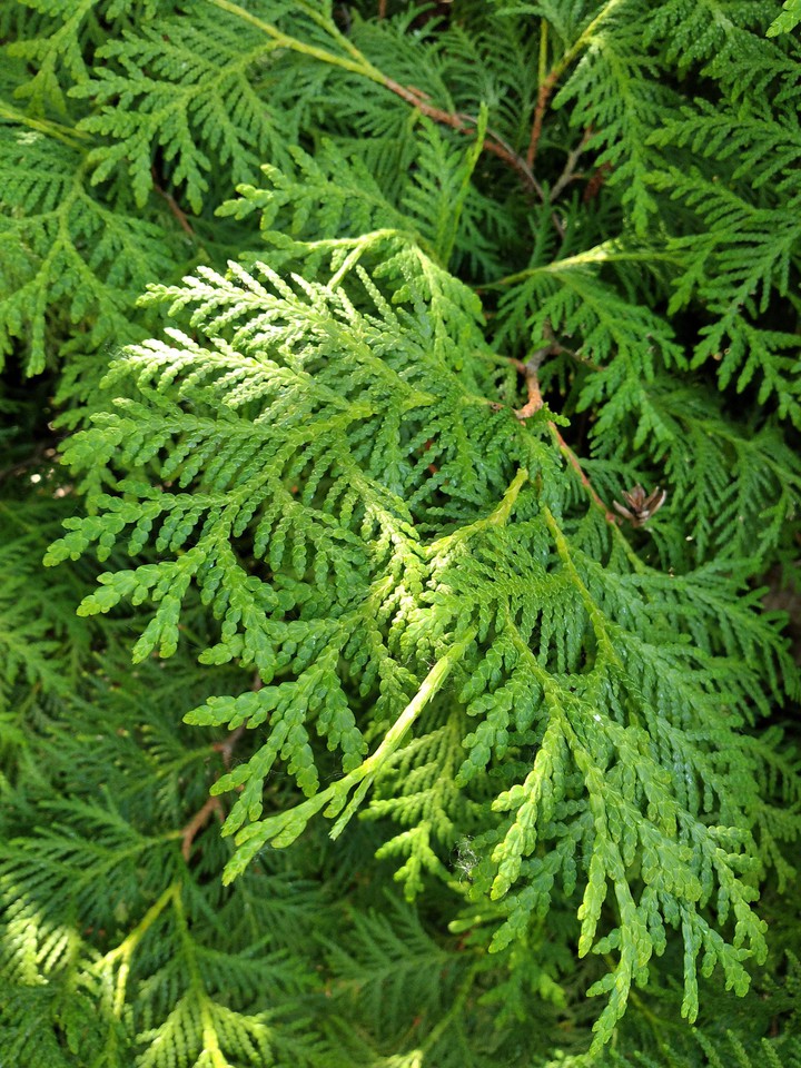 A little green to your everydays