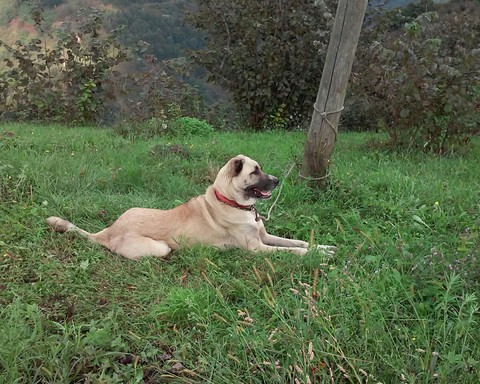 Kangal