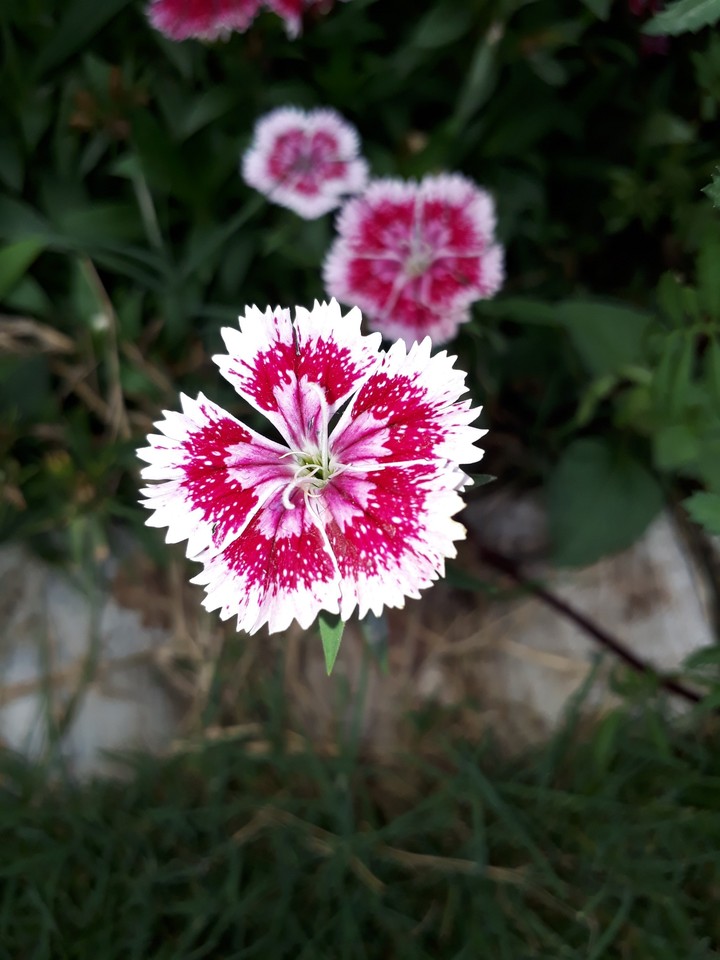 spider flower