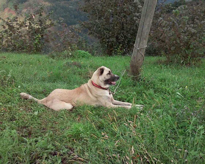 Kangal