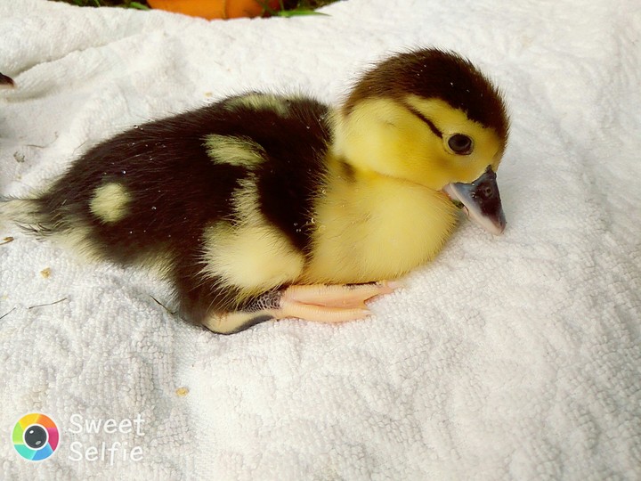 duckling