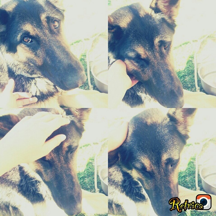My dog