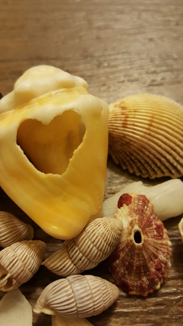 sea shell with a heart