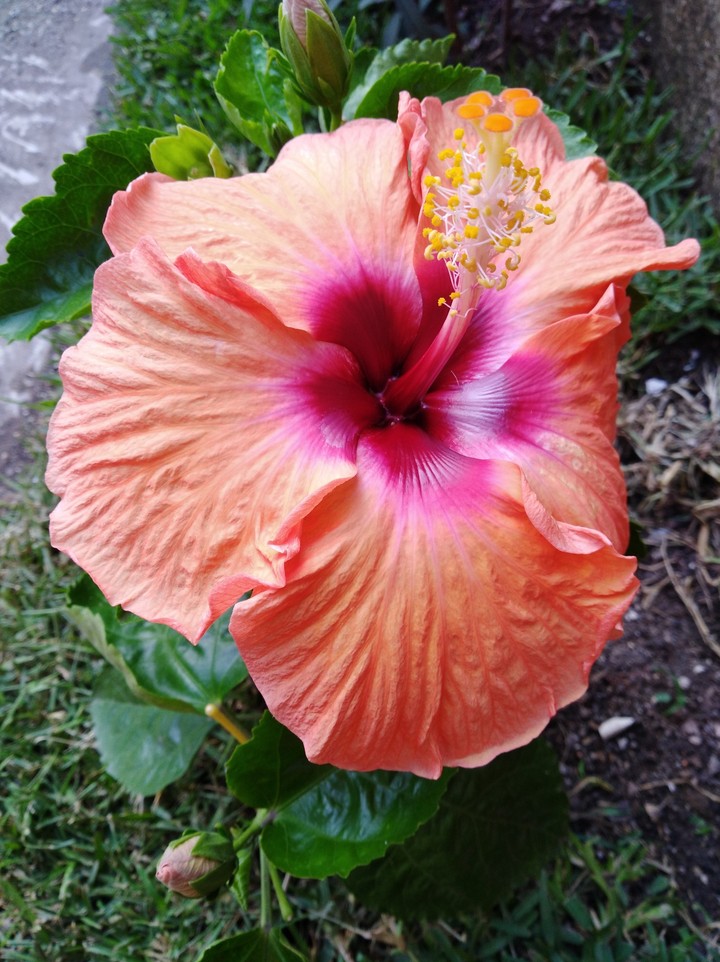 naturaleza