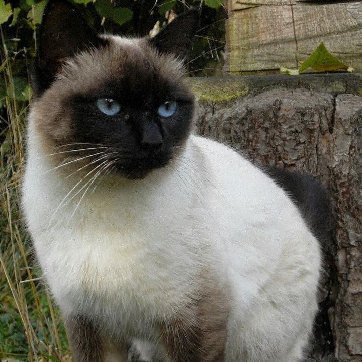 beautiful cat