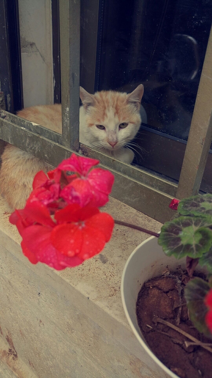 cat