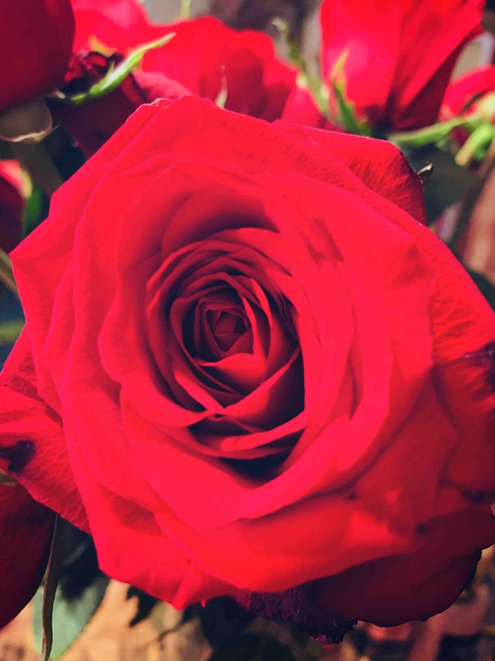 Rose