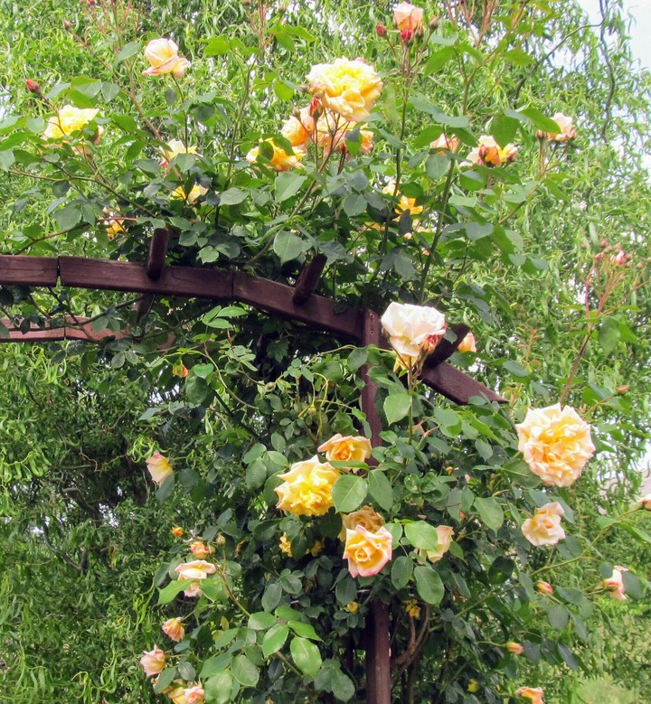 flower garden
