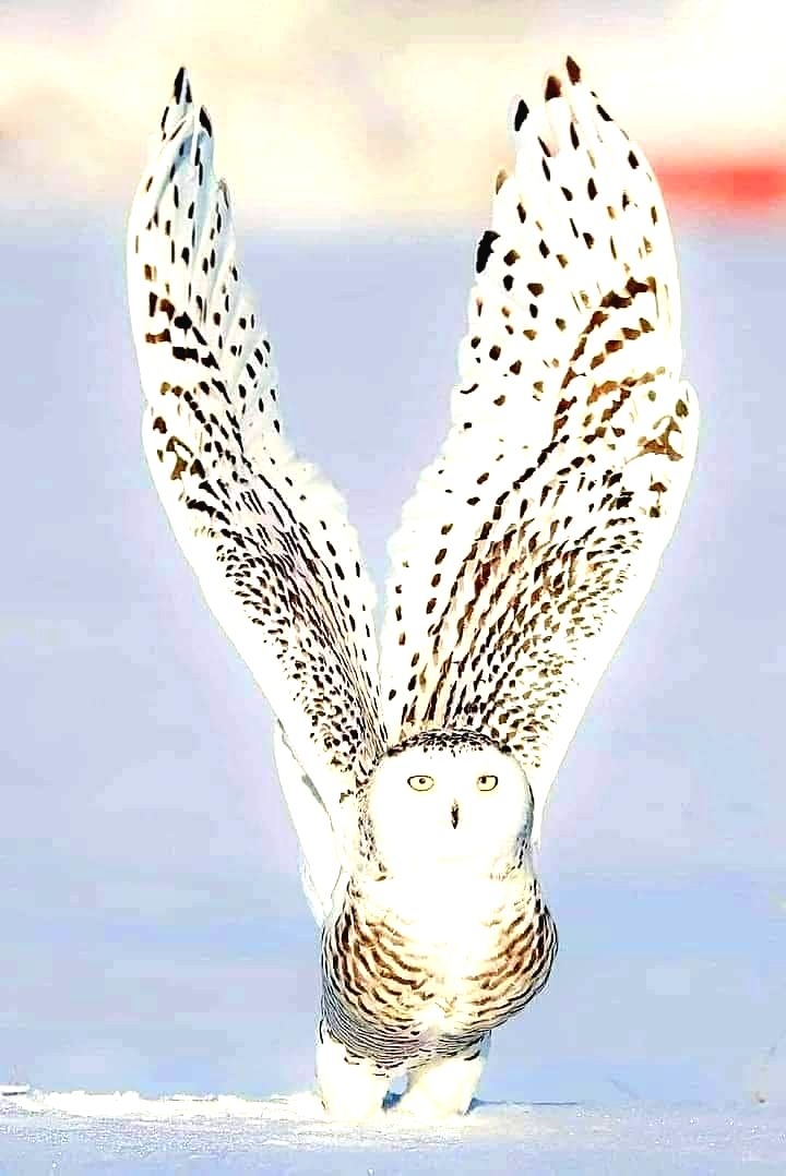 owl