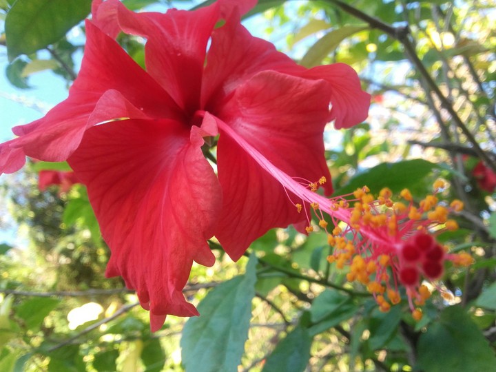 red hibiscus