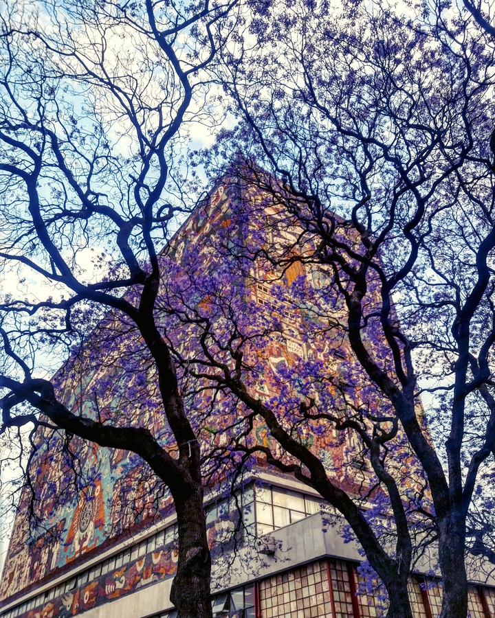 Primavera en Ciudad Universitaria