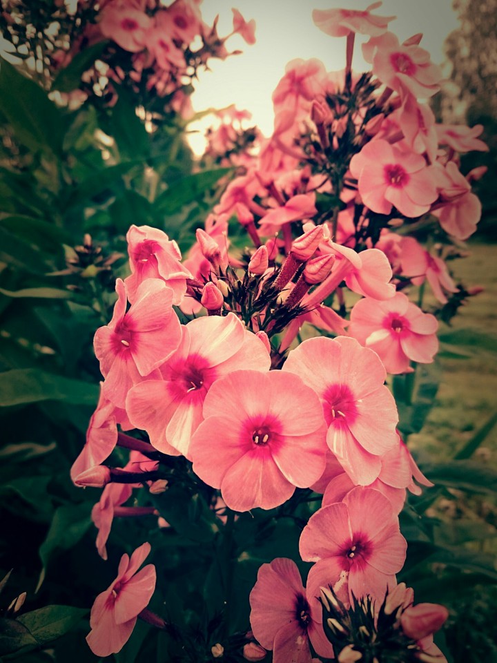 beauty of flowers