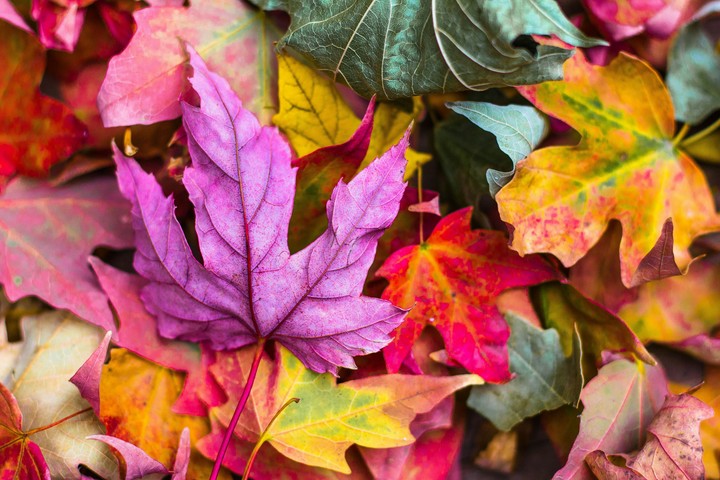 Colourful Leaves