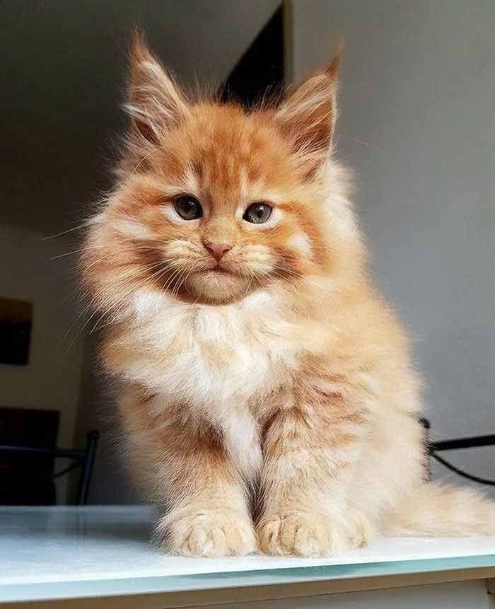 котёнок