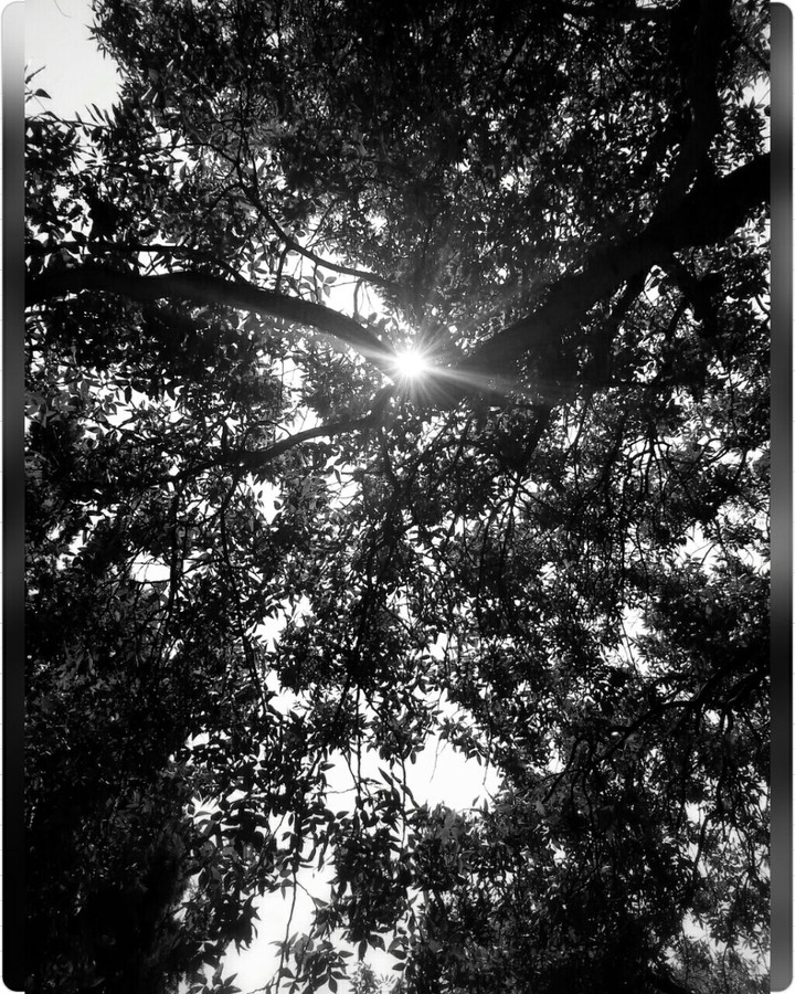 Sun in Black