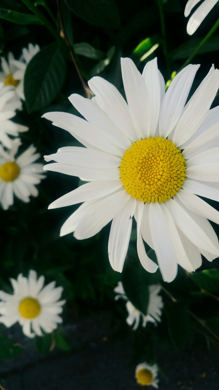 Dainty daisies
