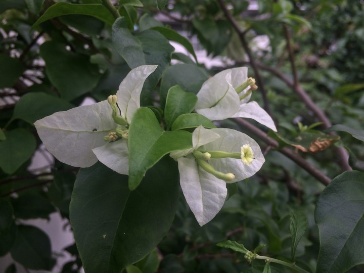 White leaf