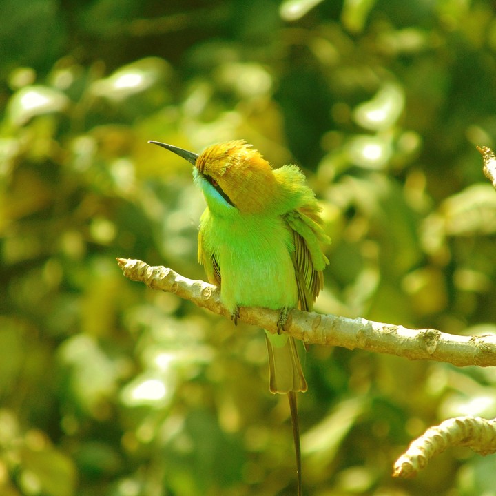 Bird