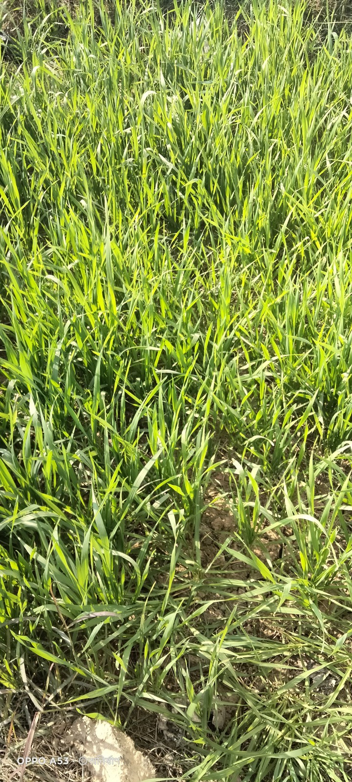 Wheat trees