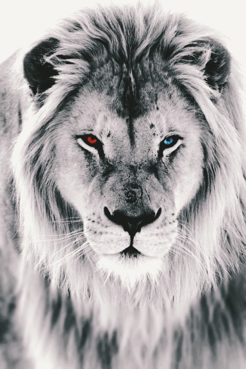 White Lion
