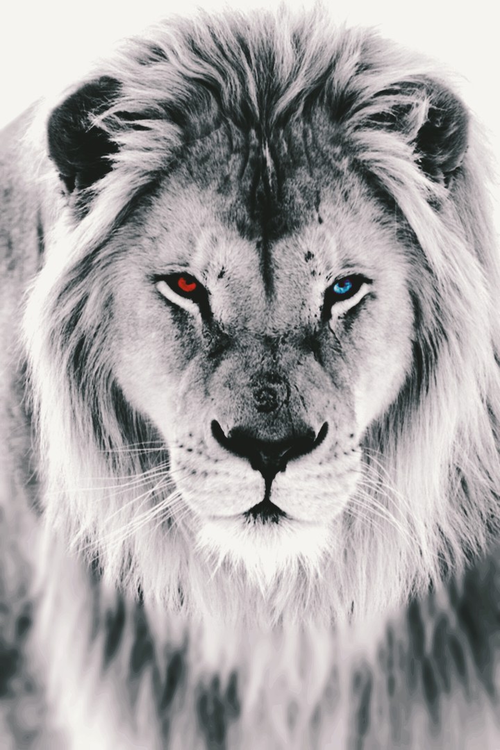 White Lion