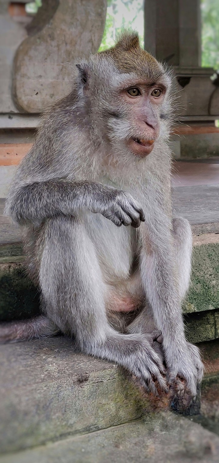 Monkey Forrest Bali CloseUp Shot
