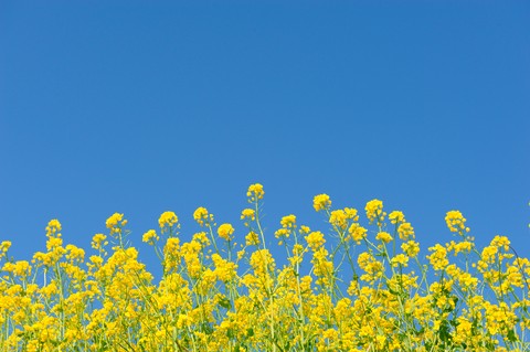Yellow Flowers