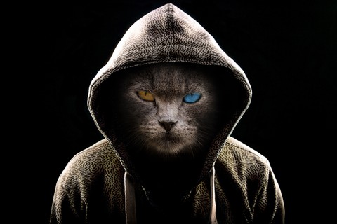 lukxury cat