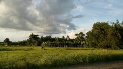 my village