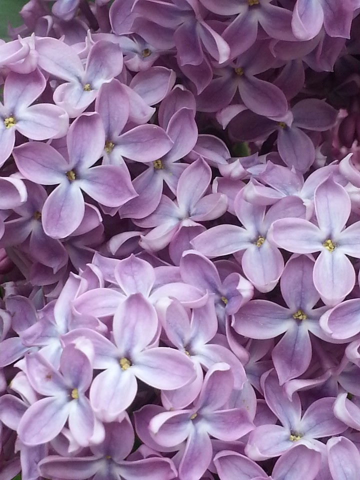 lilac 