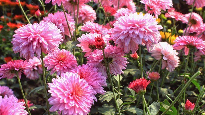 Dahlias