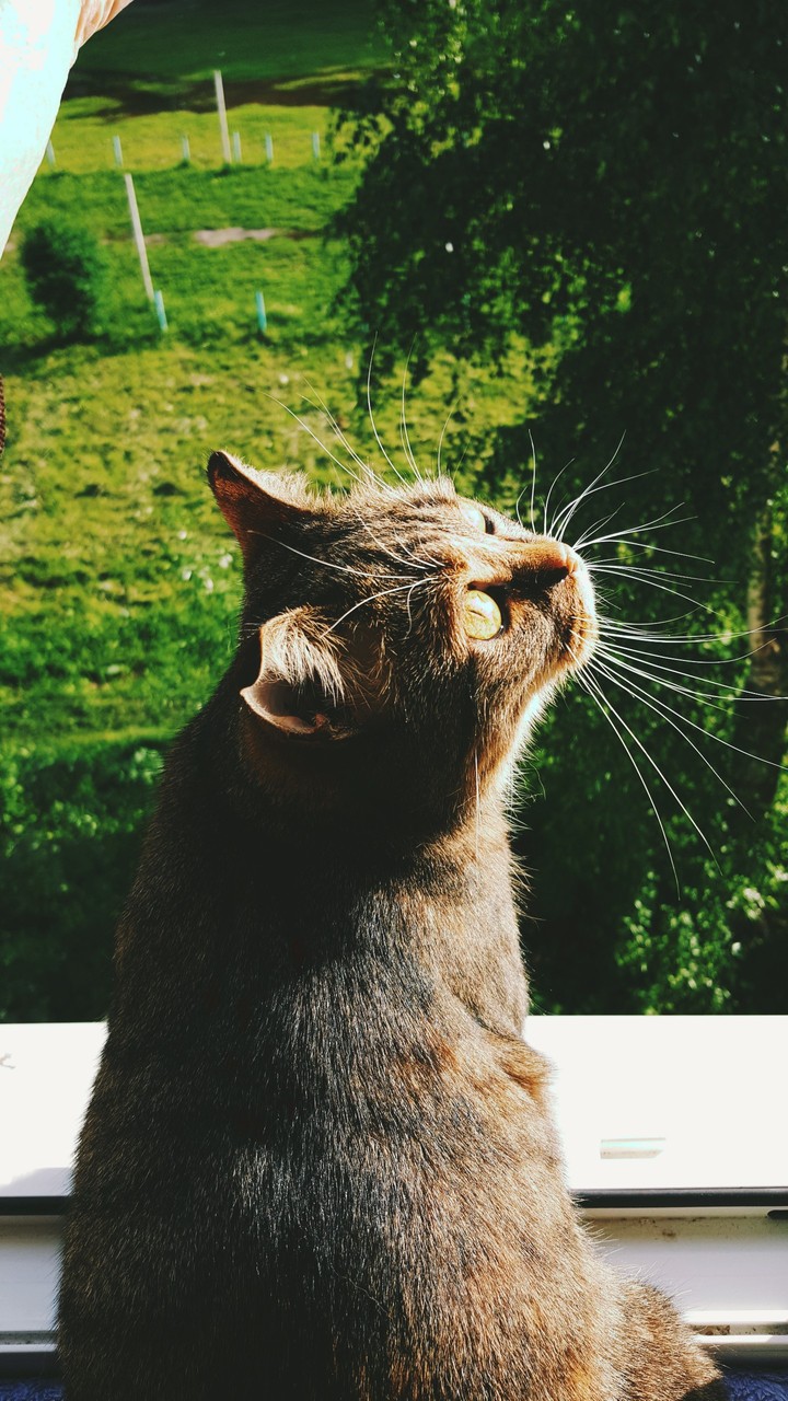 любимый кот
