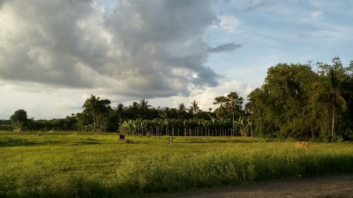 my village