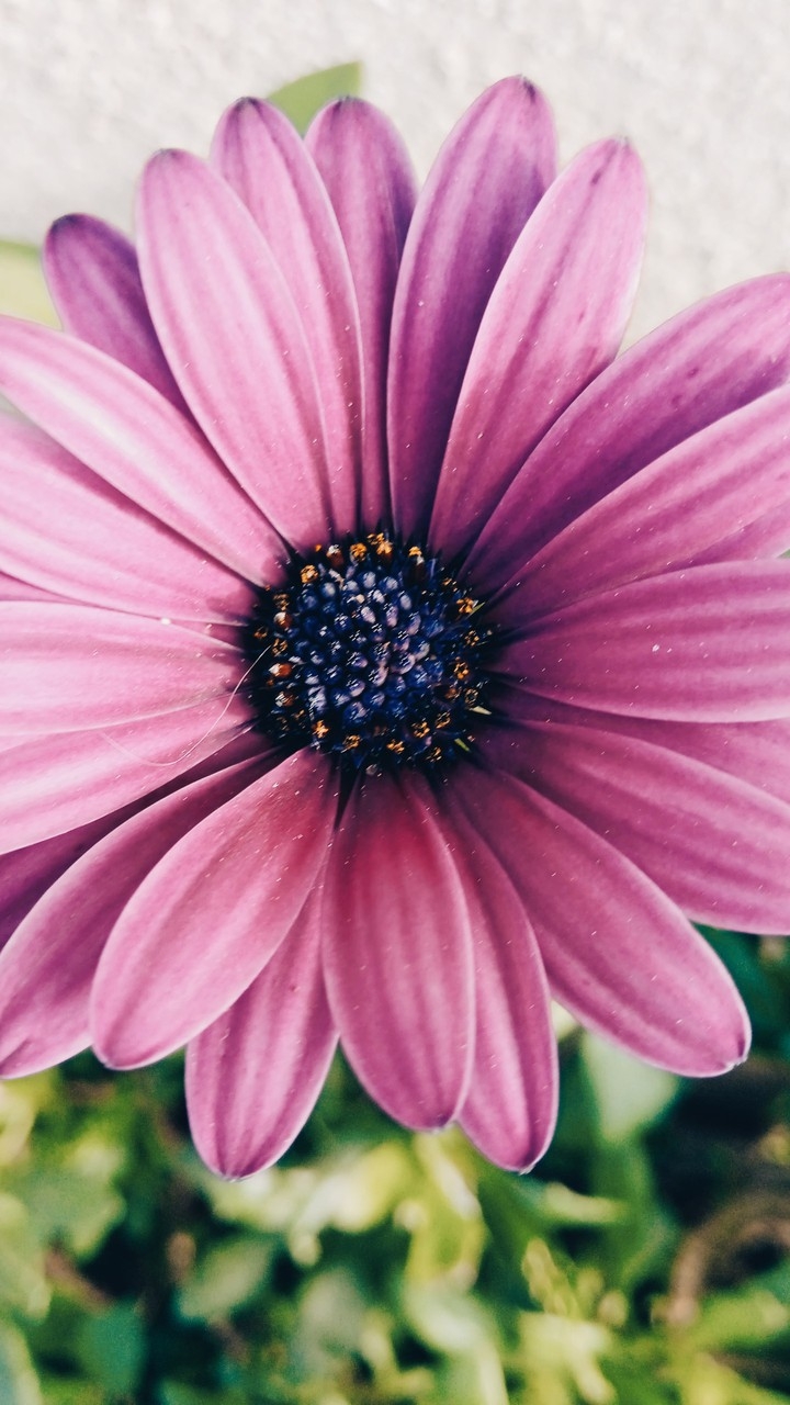 Vari fiori