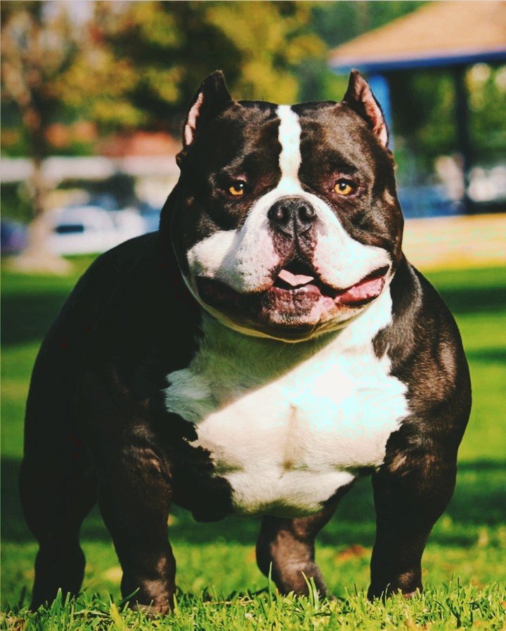 American bully