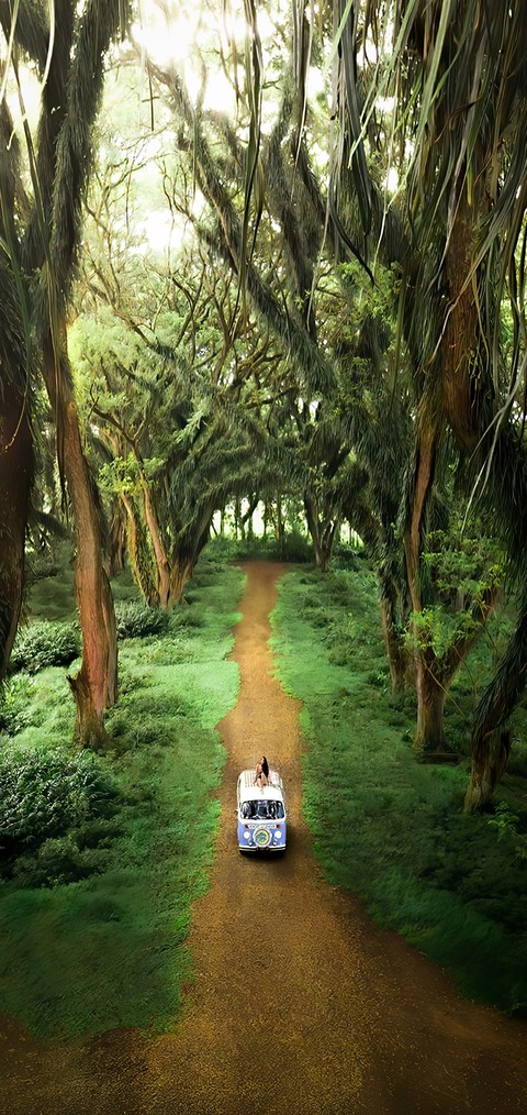 rallying, Plantation Hintergrundbilder