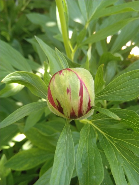 pink flower