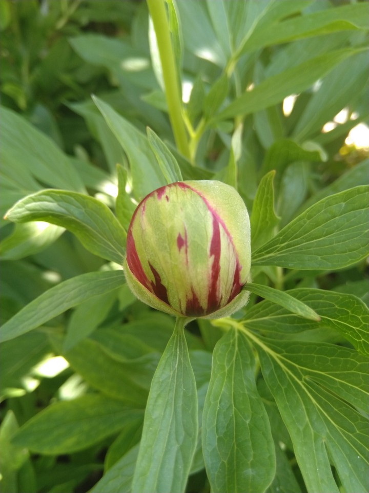 pink flower