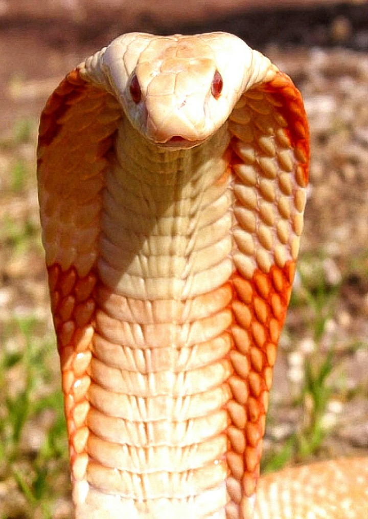Unique Color Cobra