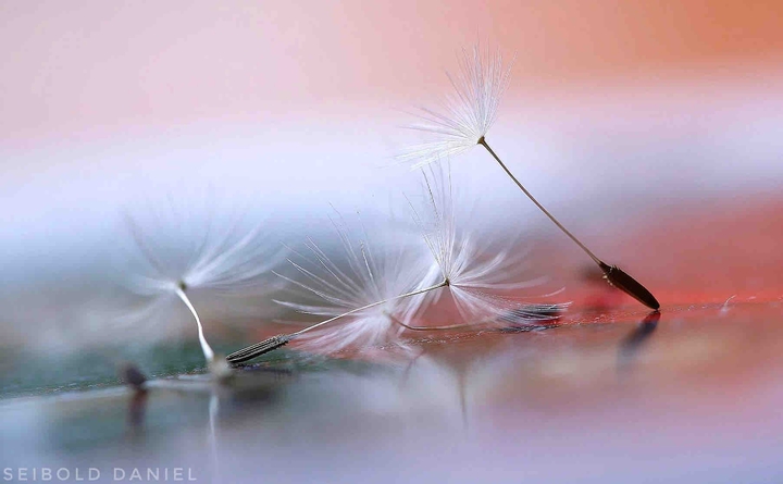 Puste Blume