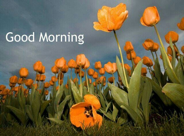 gm