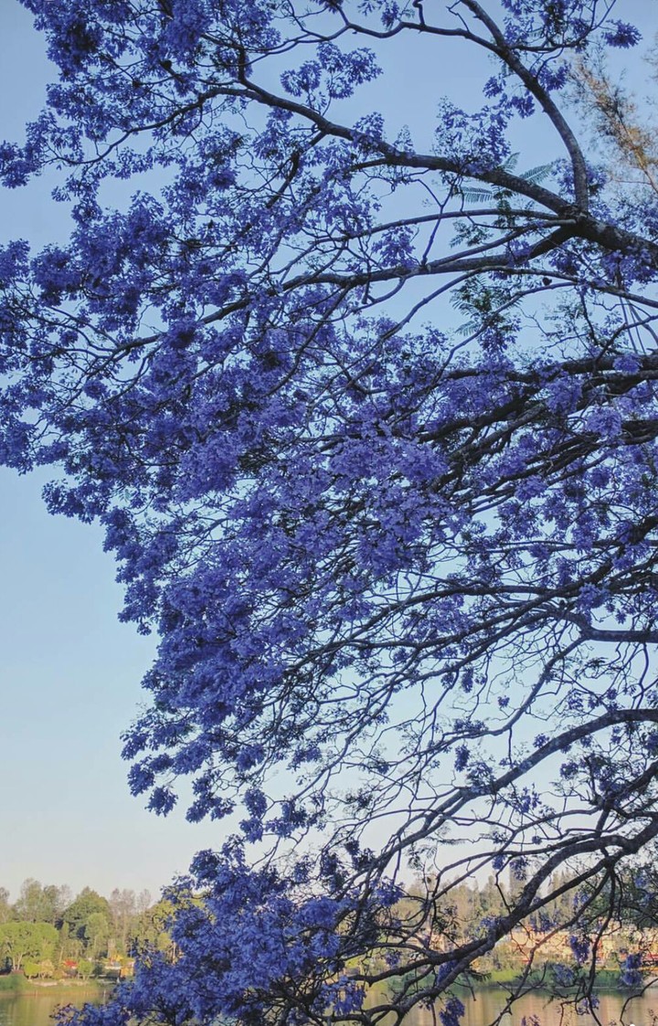 purple