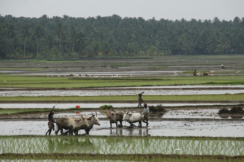 nature land in my national