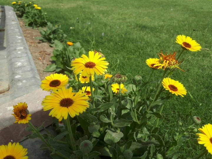 flowers
