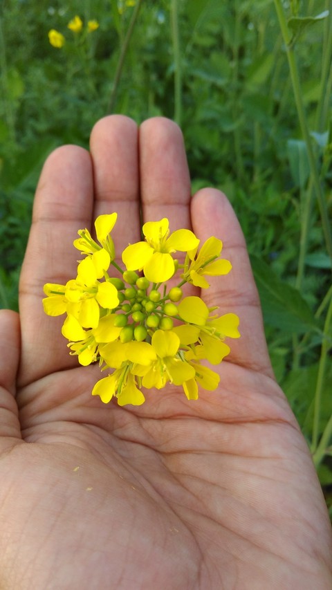 flower