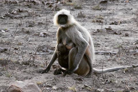 Monkey kS