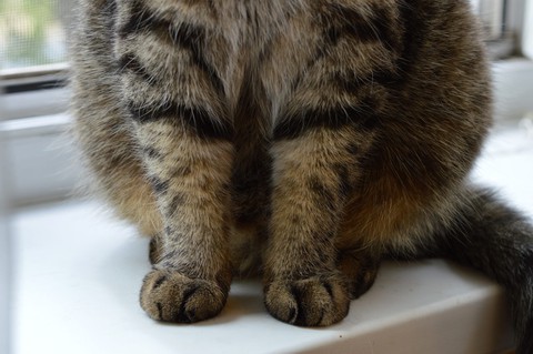 cat men